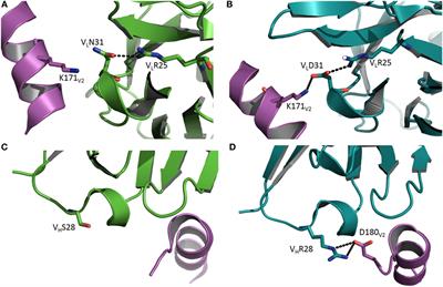 Frontiers | Insights Into The Structural Basis Of Antibody Affinity ...